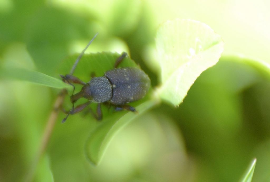 Curculionidae: Hylobius transversovittatus